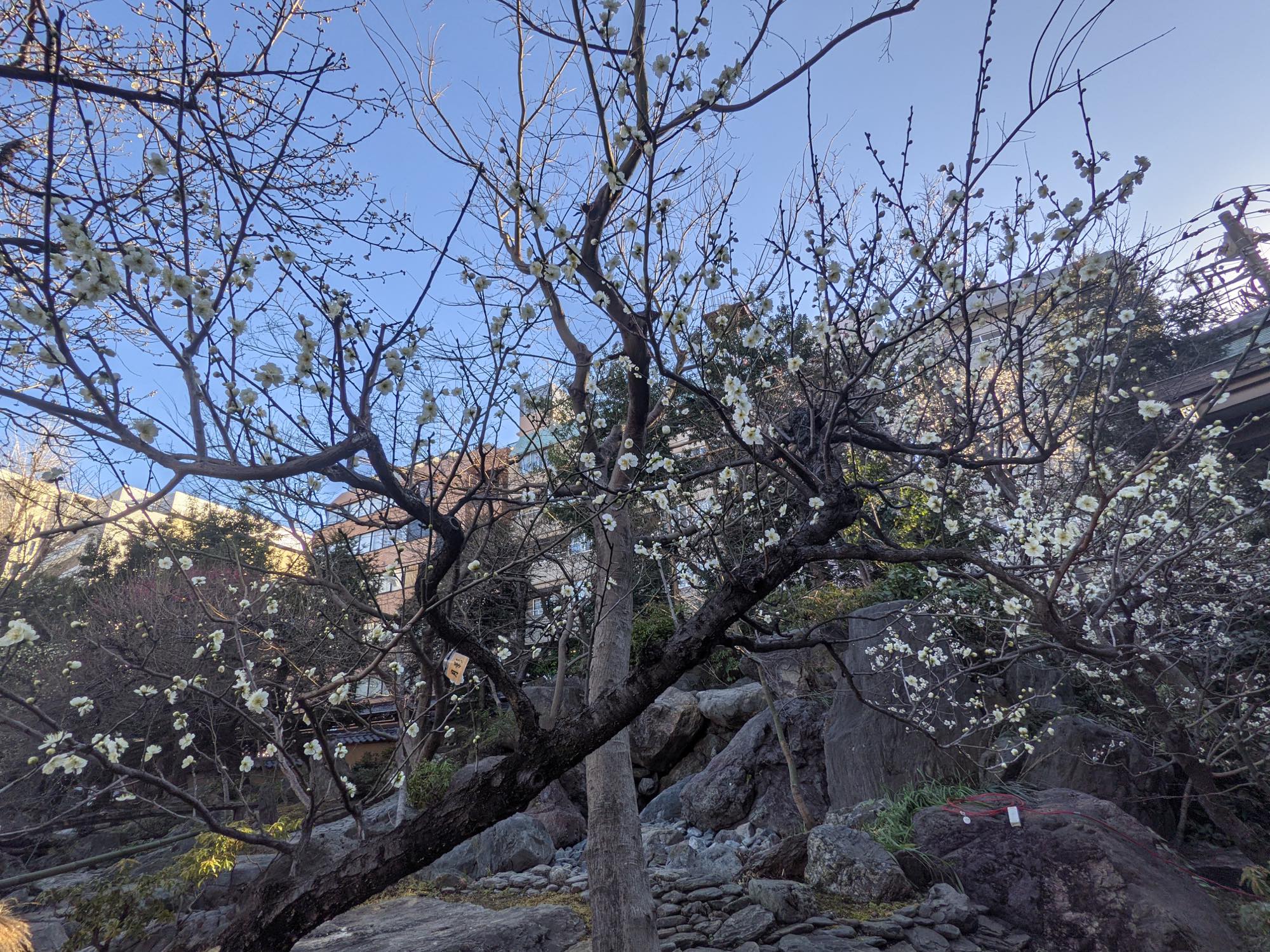 th_PXL_20210209_060451507