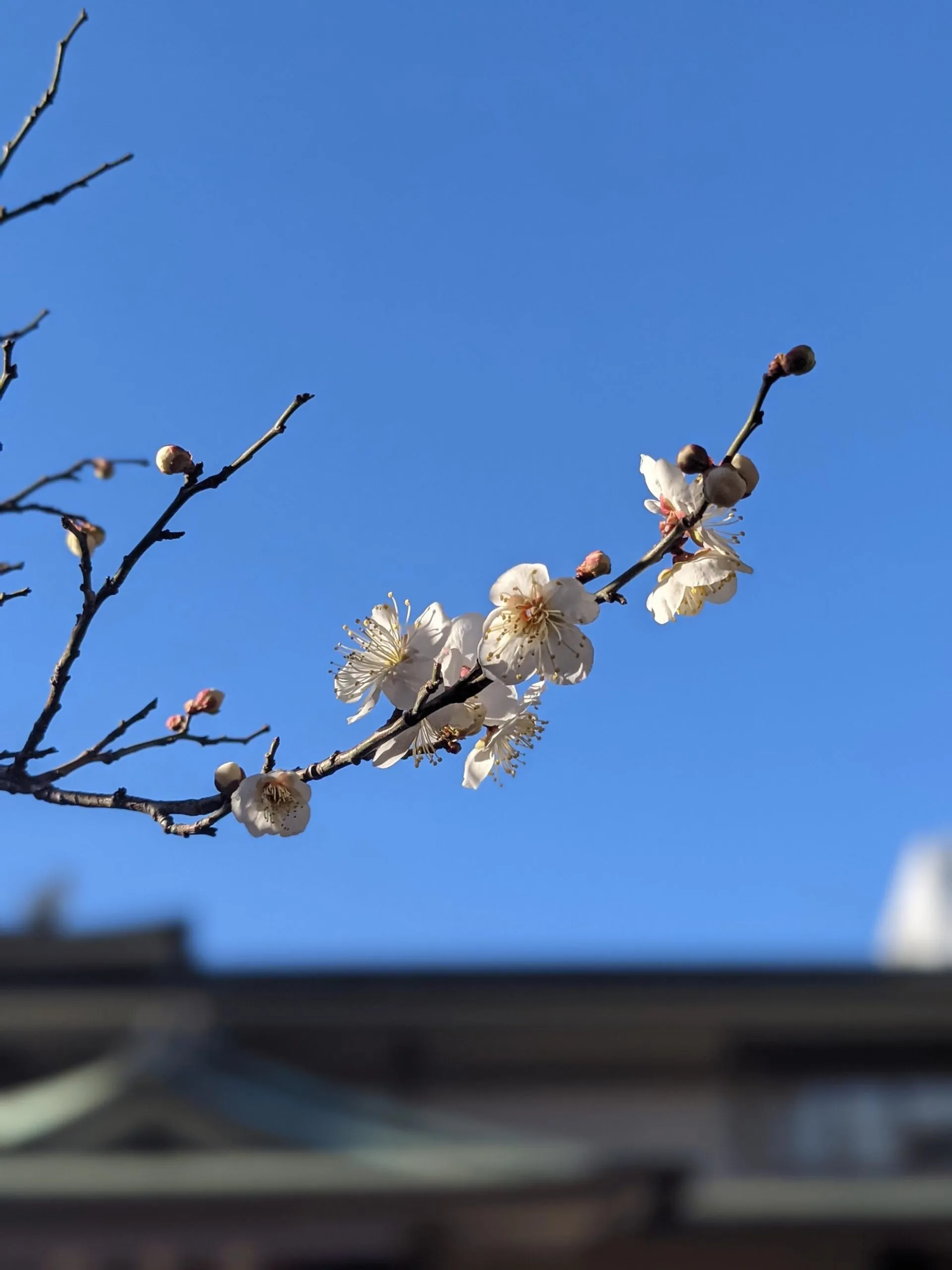 th_PXL_20210209_060624002.PORTRAIT